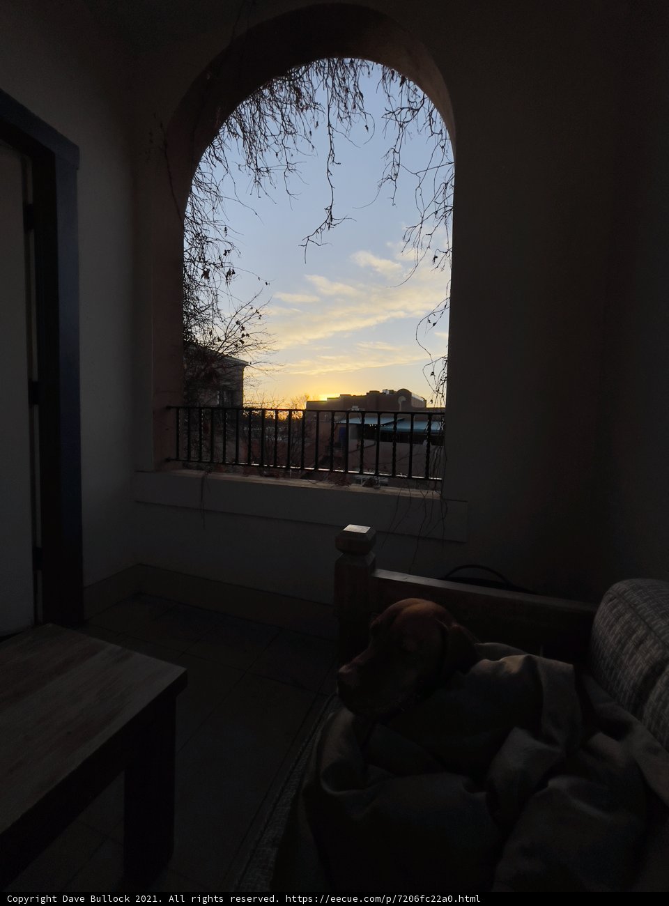 Furry Companion in a Sunlit Room