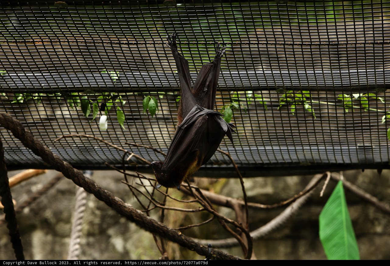 Serene Slumber: Oakland Zoo's Bat Exhibit