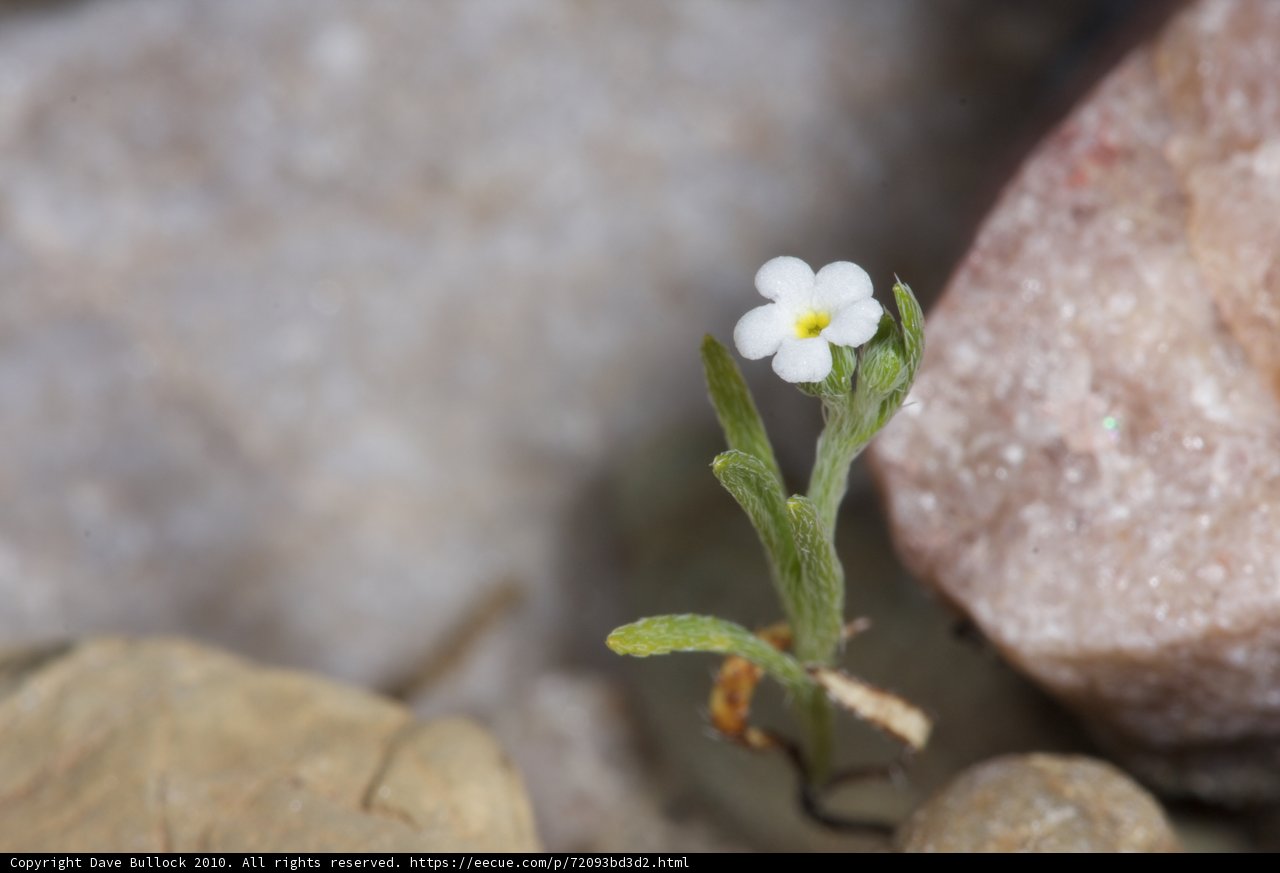 A Delicate Geranium in a Rocky Landscape