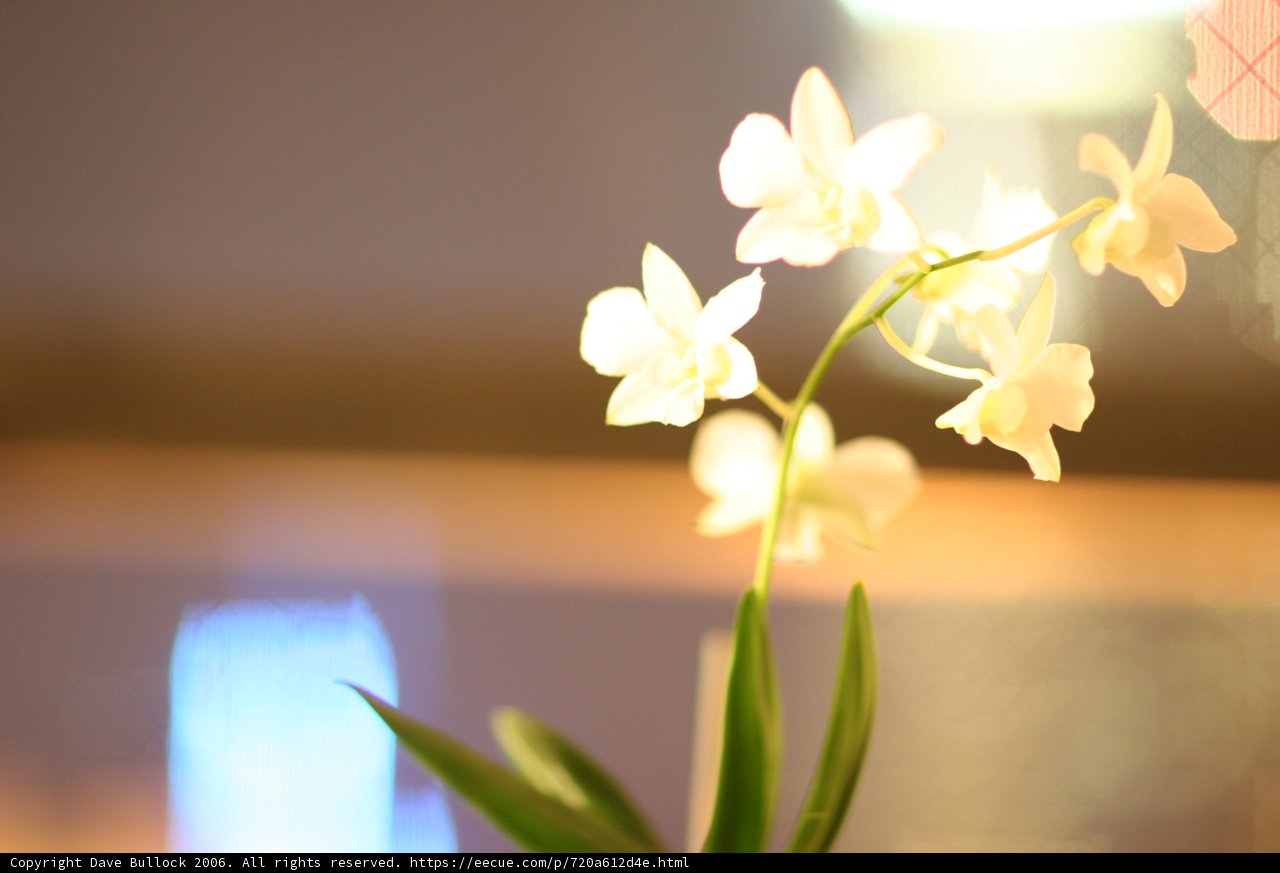Solitude in Bloom