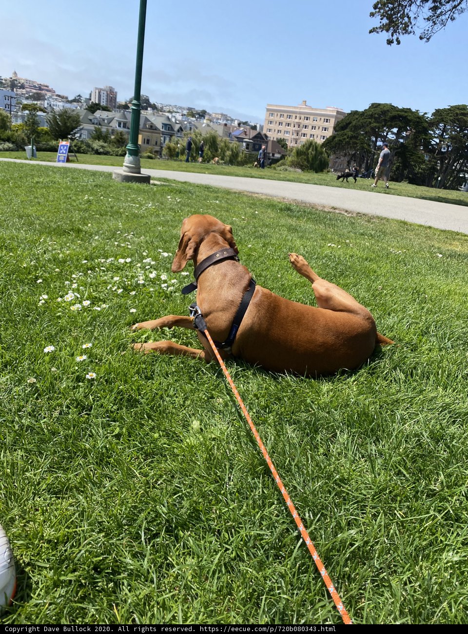 Frisbee Fun in Alamo Square