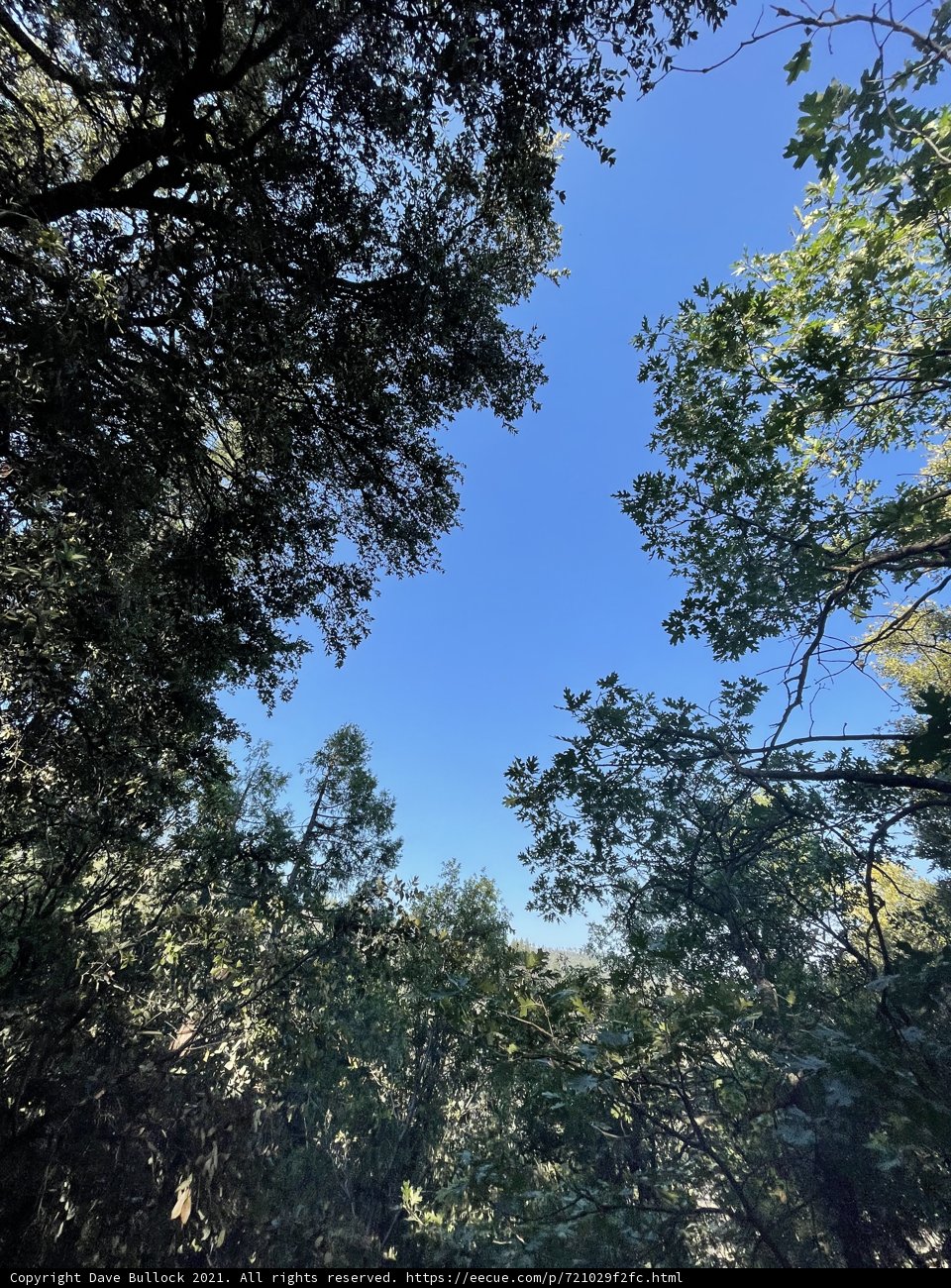 Through the Grove