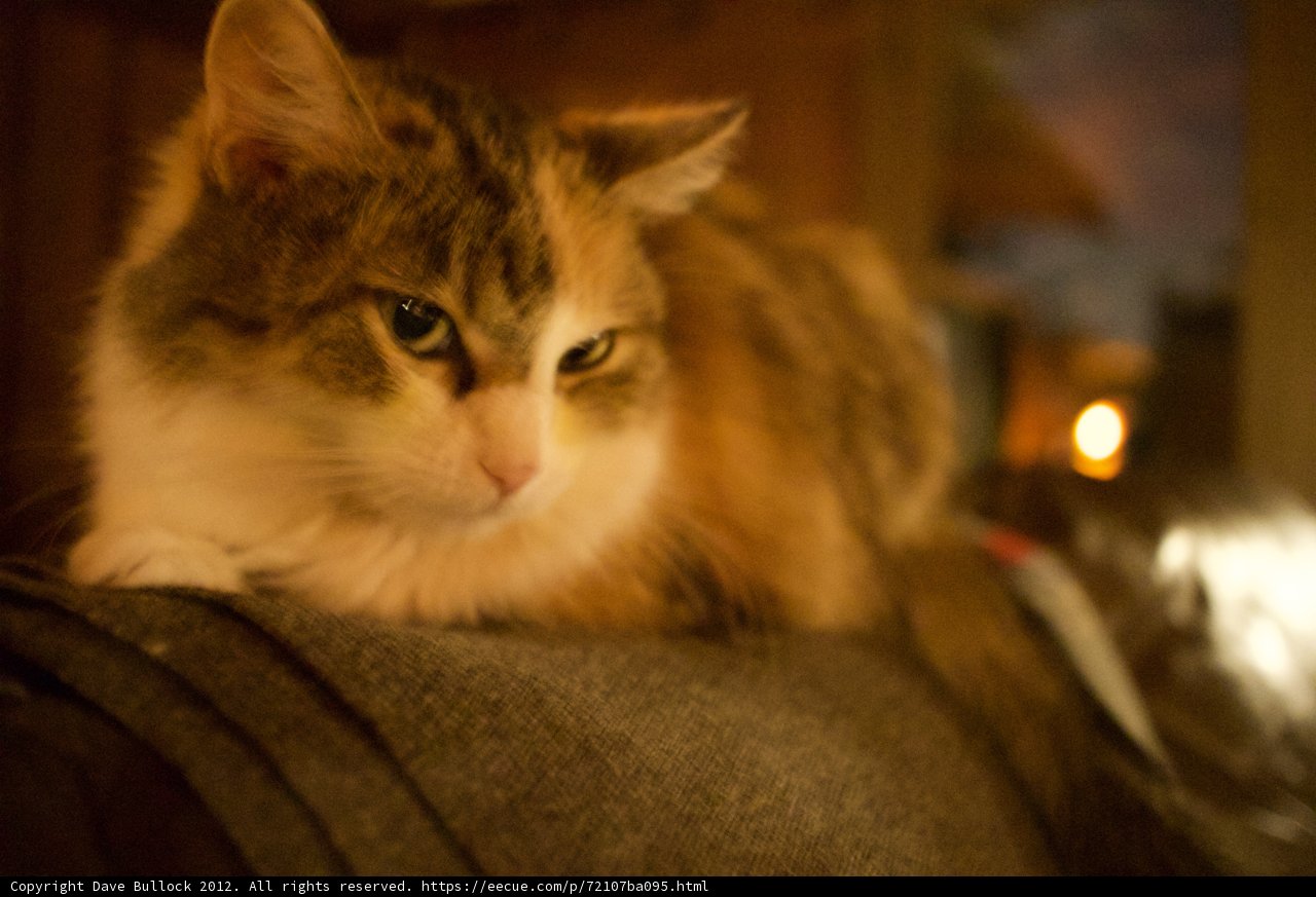 Lazy Days on the Couch