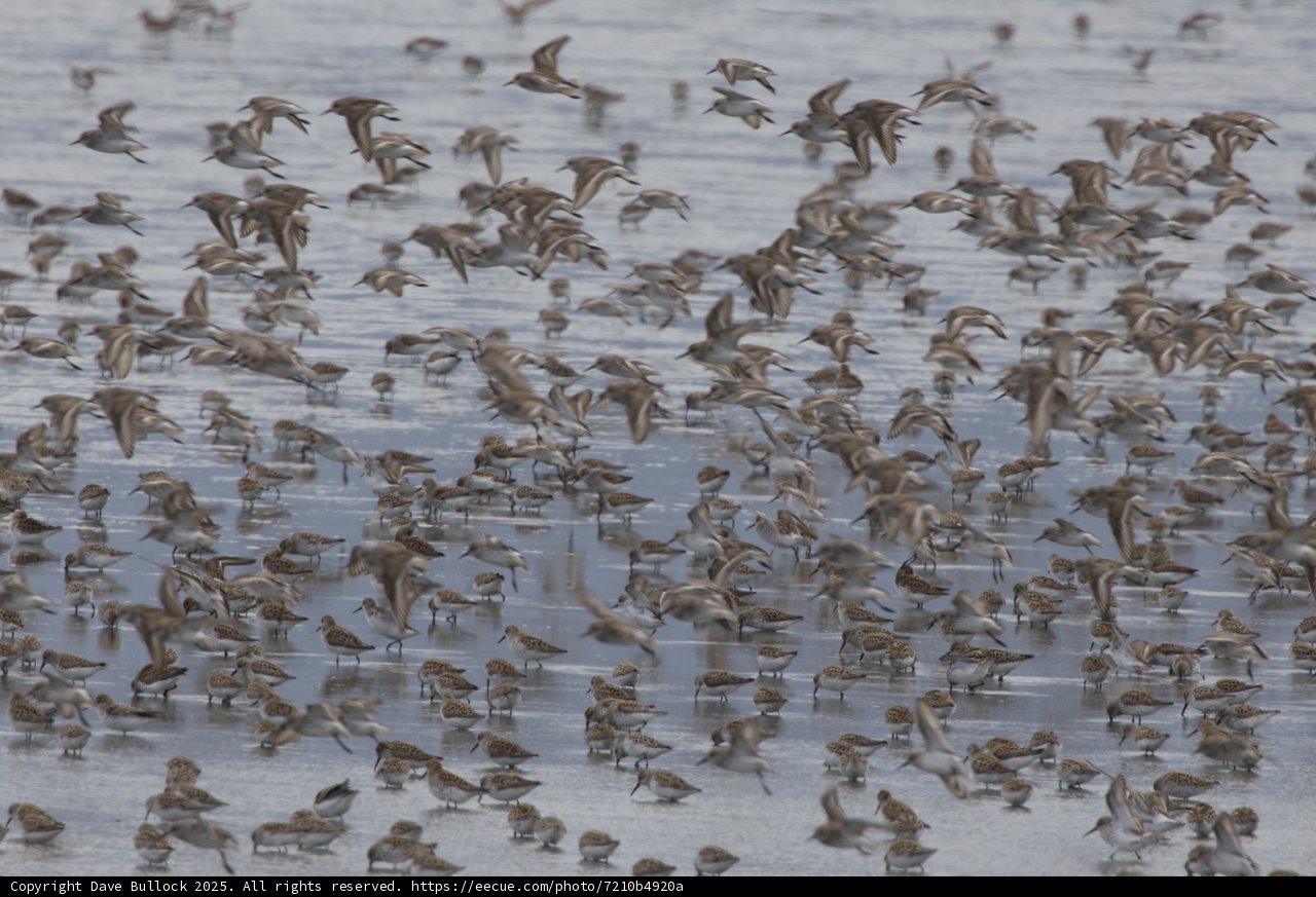 Flight of the Sandpipers