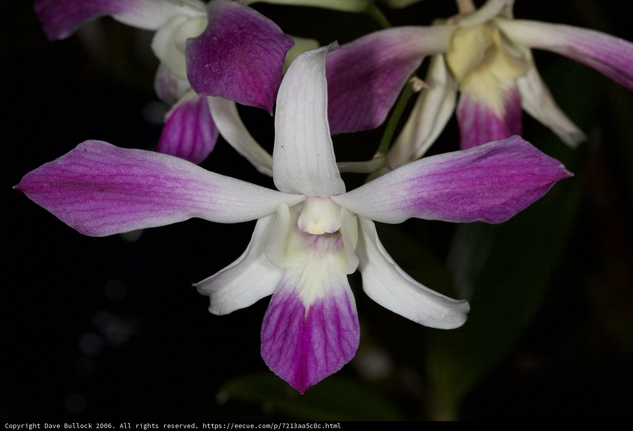 A Pair of Majestic Orchids