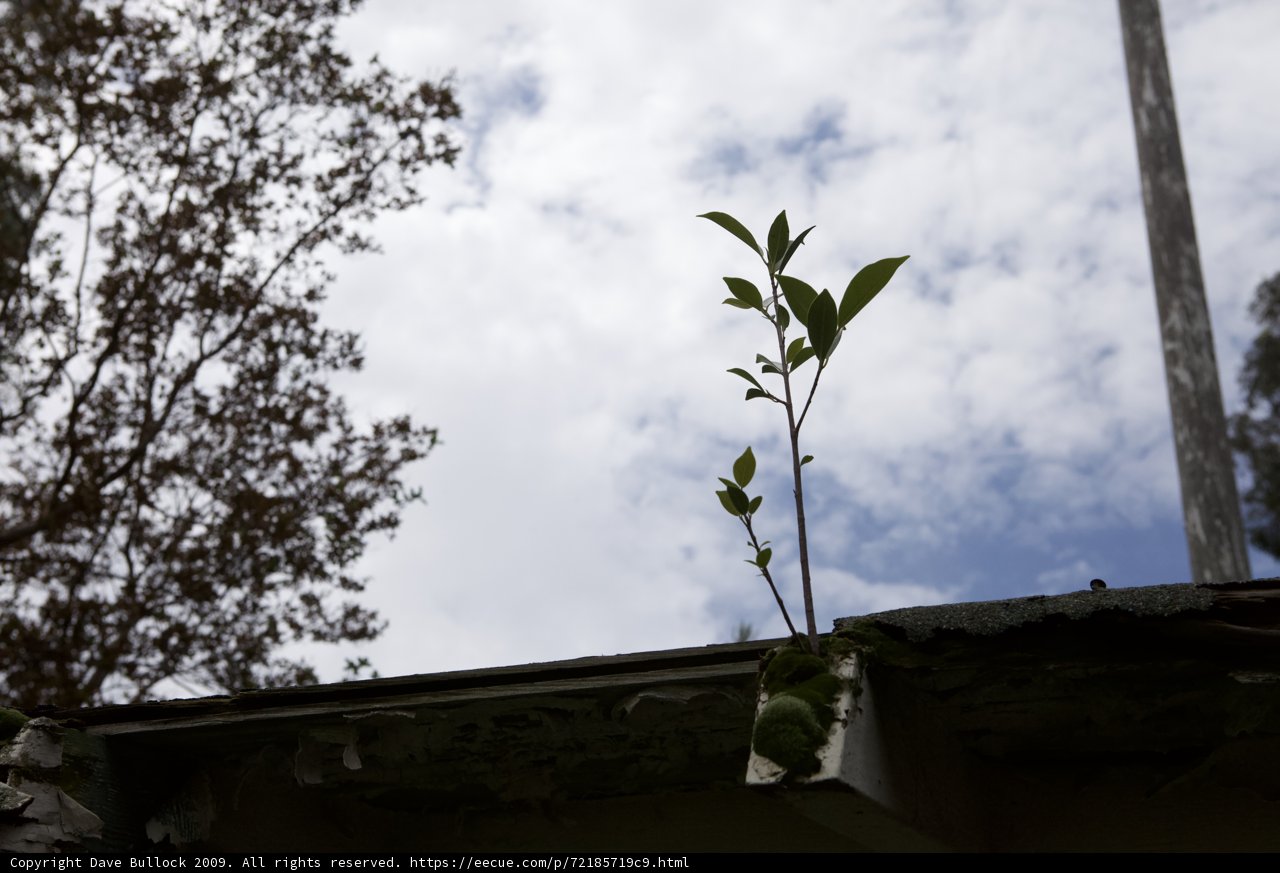 Rooftop Garden