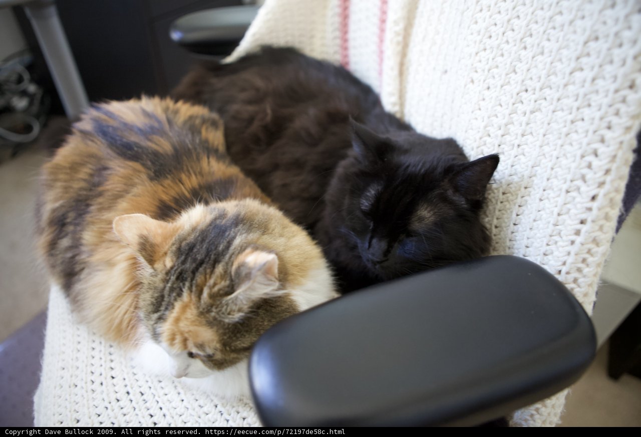 A Feline Duo Resting Comfortably