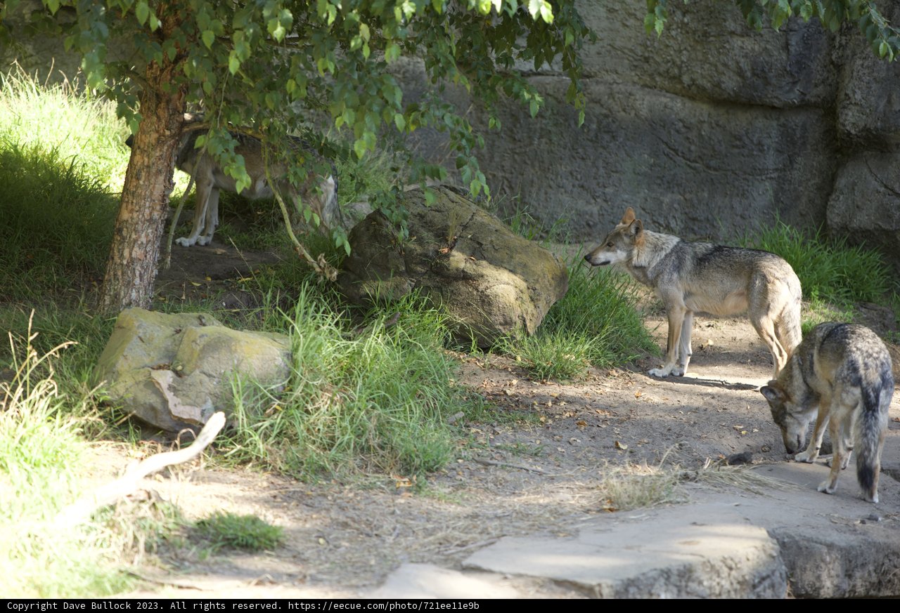 Majestic Travels through San Francisco Zoo