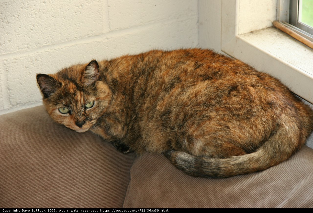 Comfy Cat on Couch