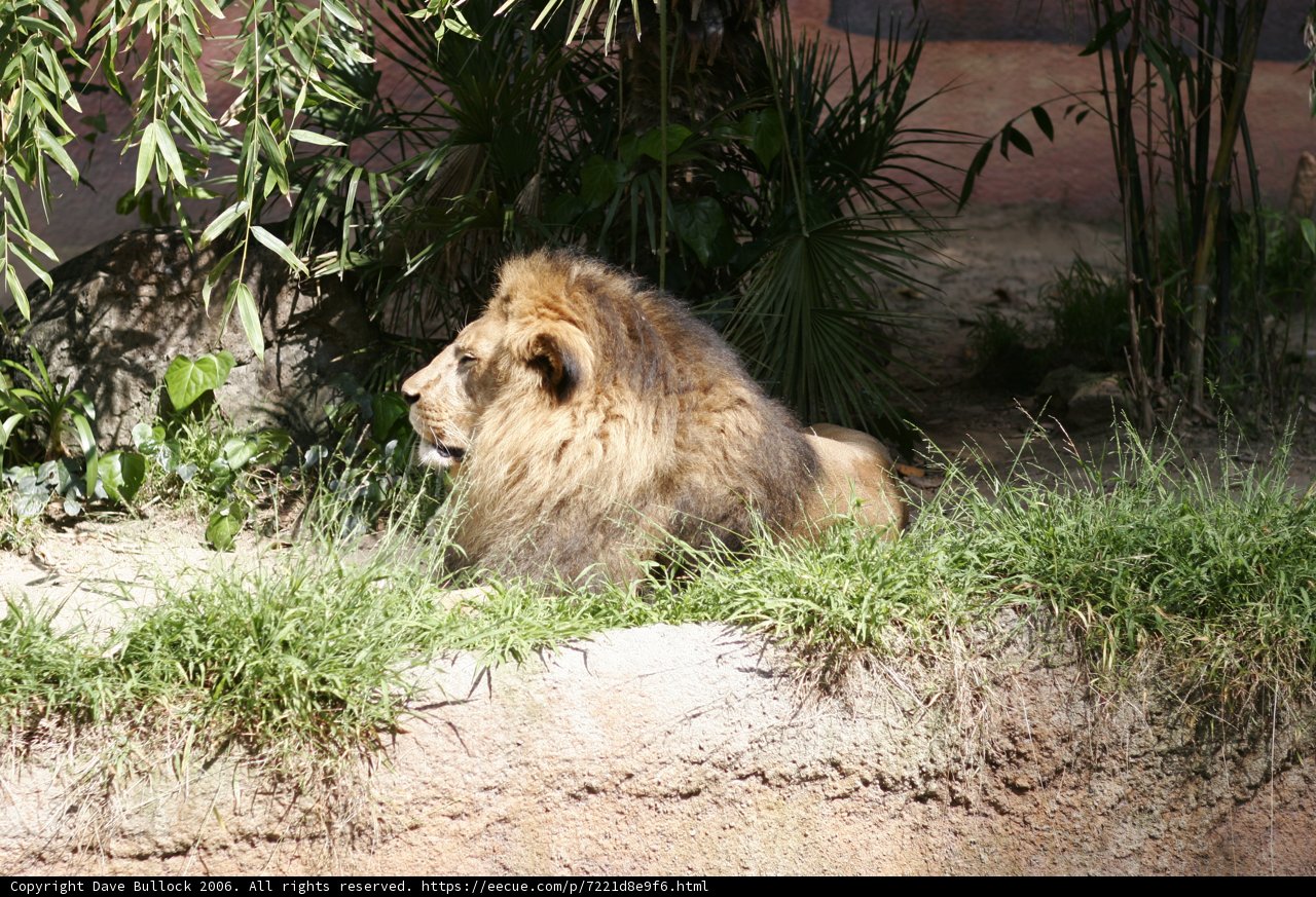 King of the Grass