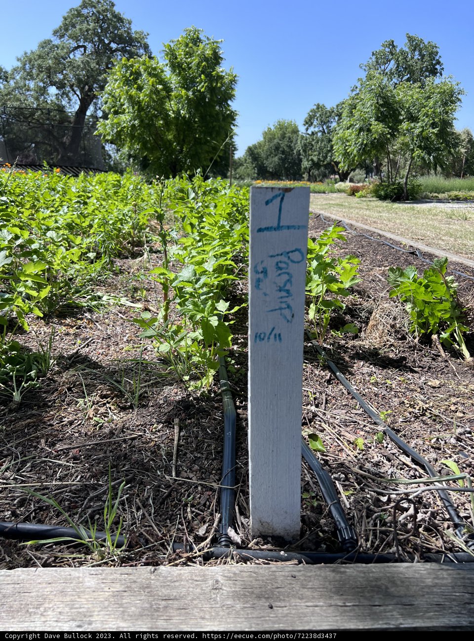 The Spice of Life: Pepper in the Garden