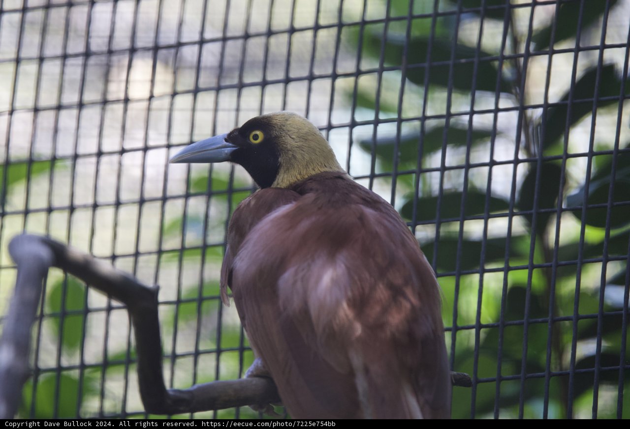 Glimpse Through the Grid: Avian Majesty at Honolulu Zoo