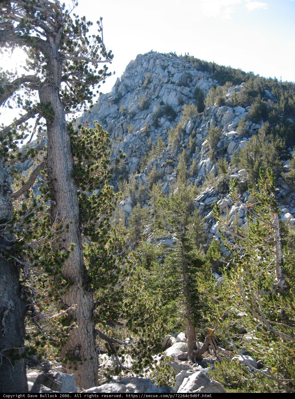 Majestic Mountain with Pine Tree in the Foreground