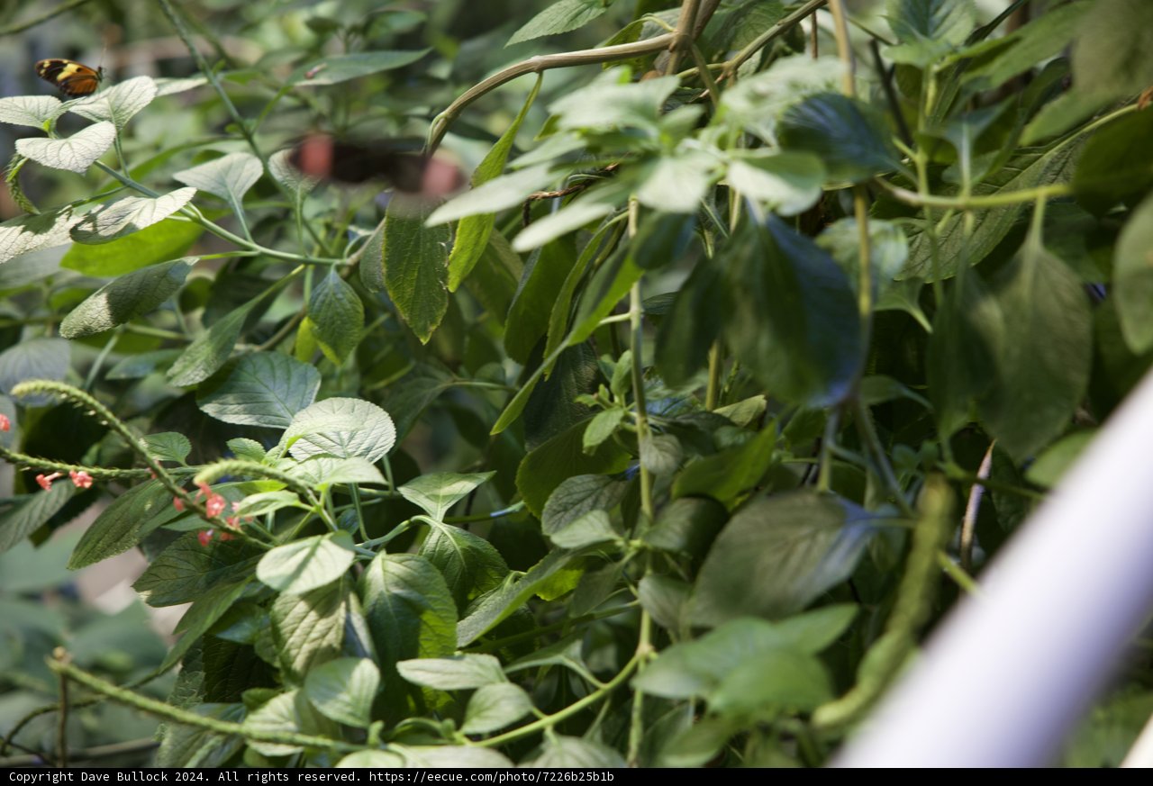 Harmony in Motion: The Essential Pollinator