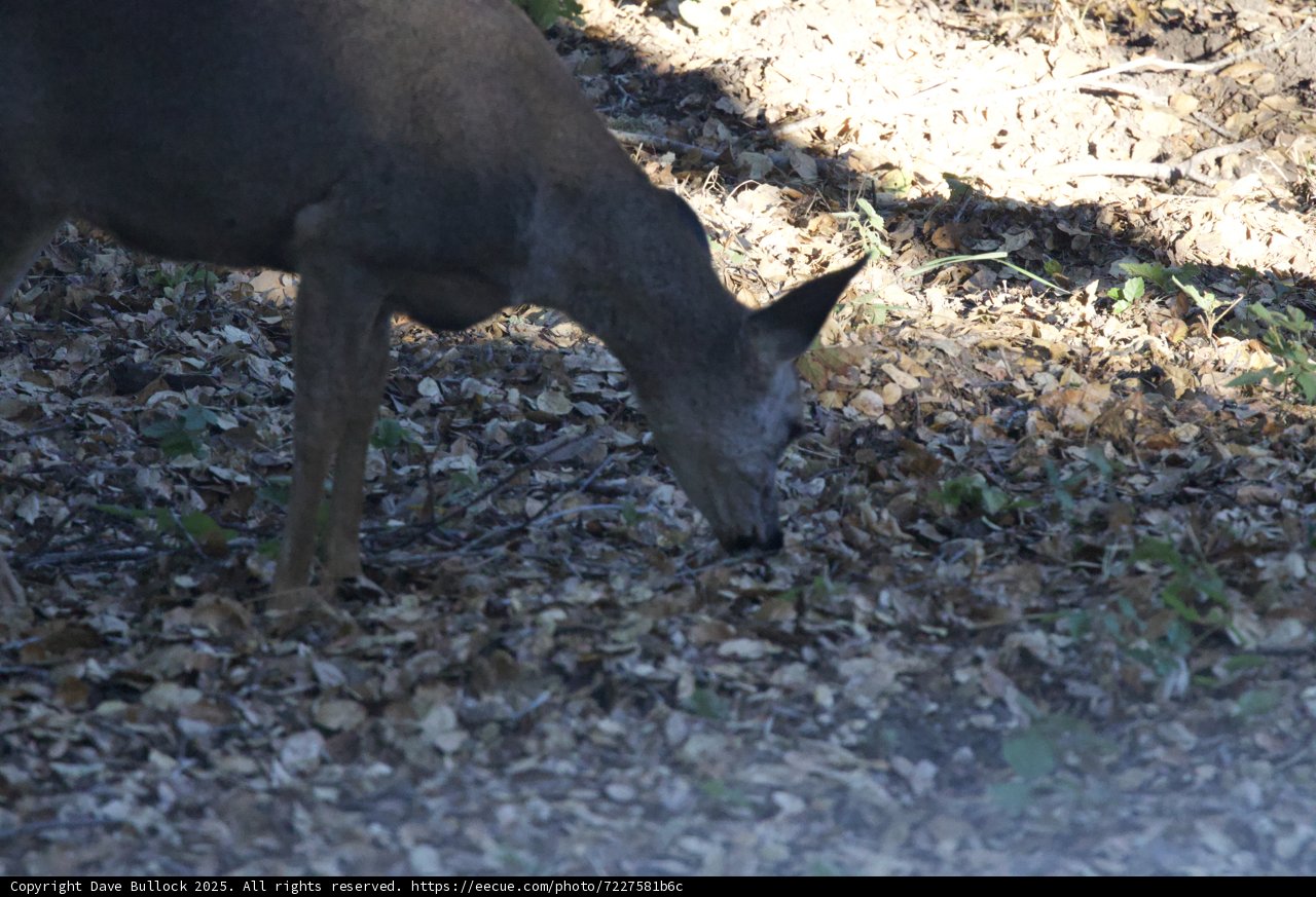 Morning Grazer