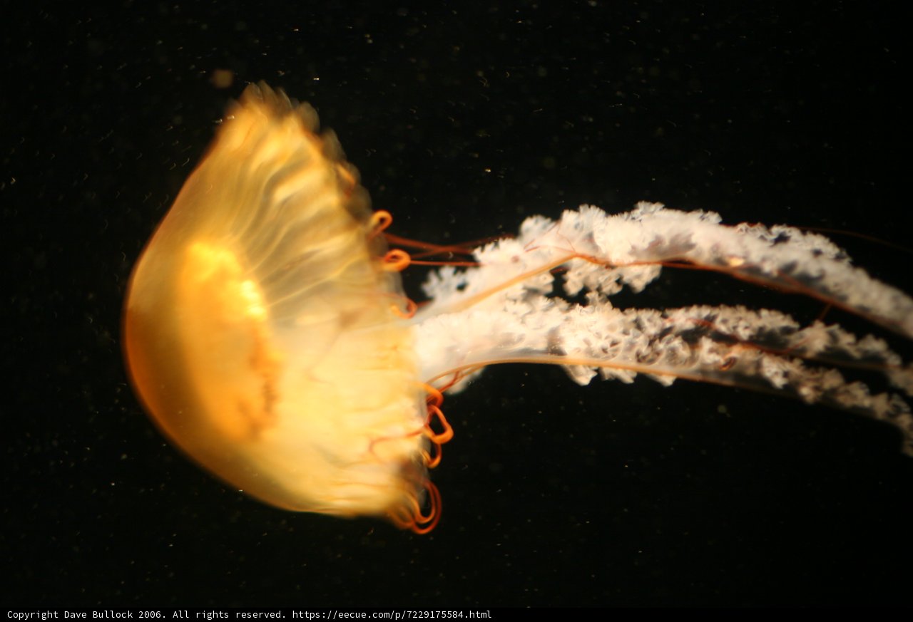 Graceful Jellyfish