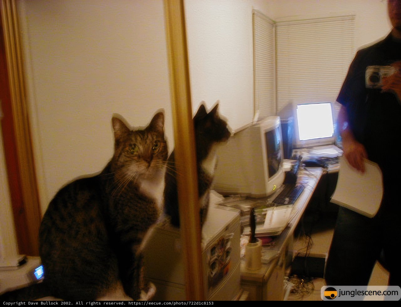 Desk Buddies