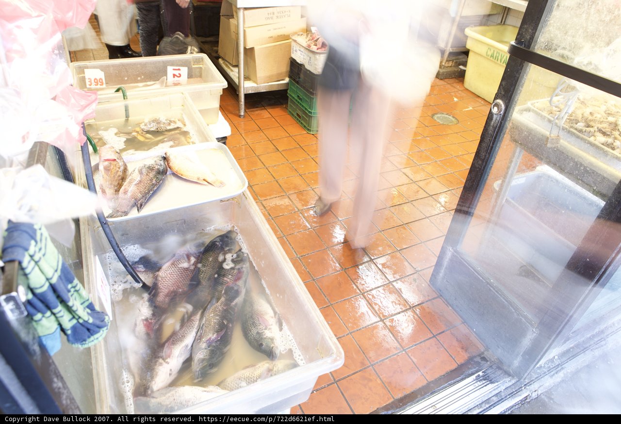 Walking Through the Fish Market