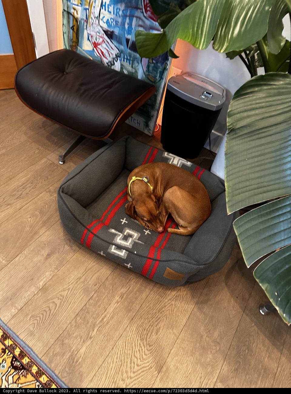 Snoozing Pooch on a Rustic Bed