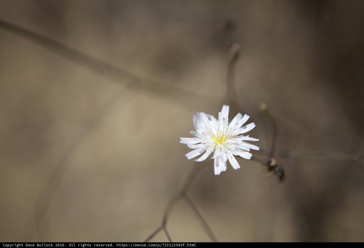 Lone Daisy in the Field