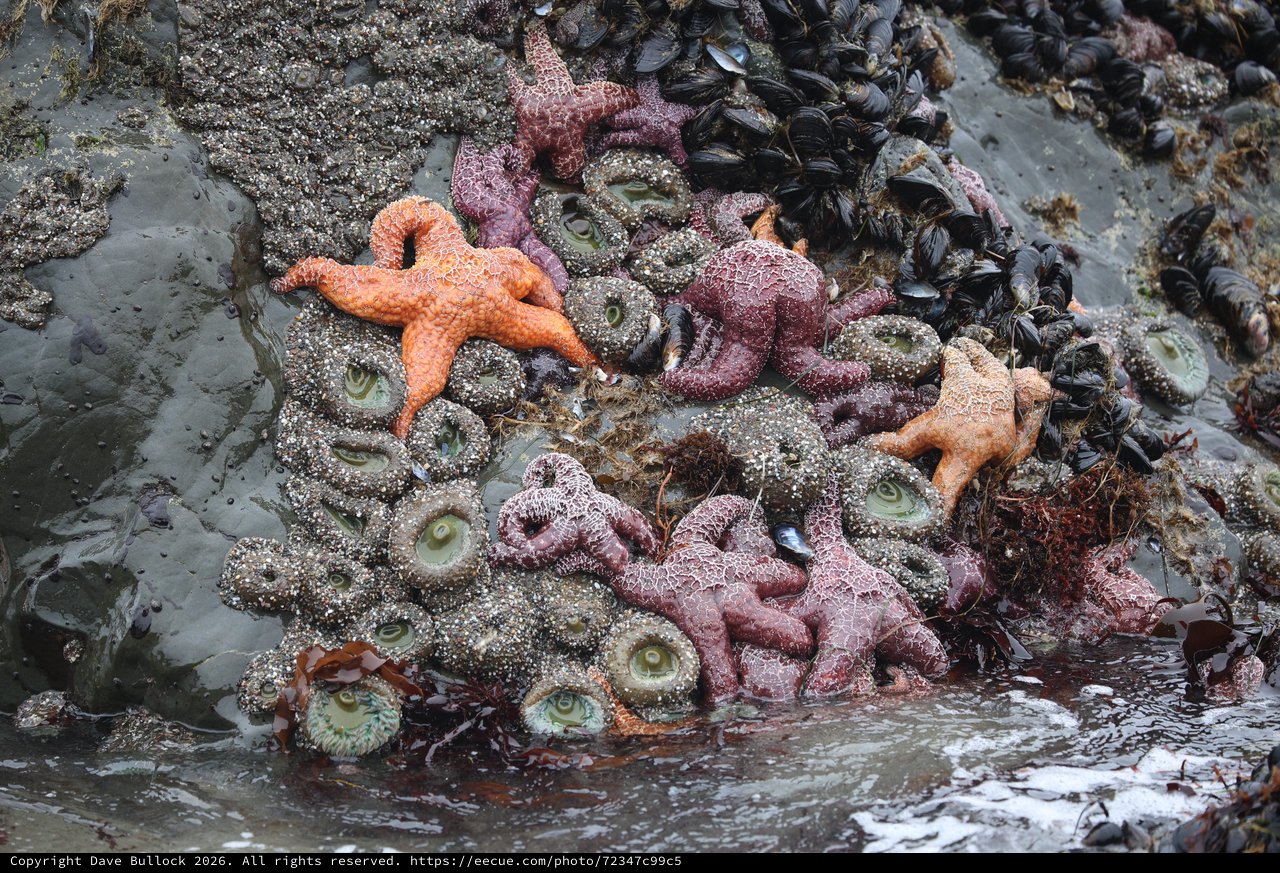Vibrant Sea Stars and Anemones in Pacific Tide Pools