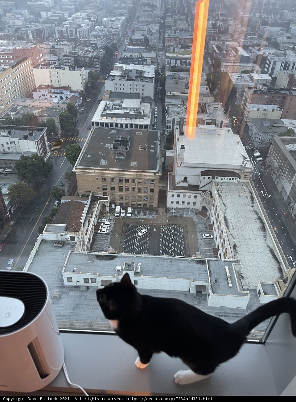 Cat in the City