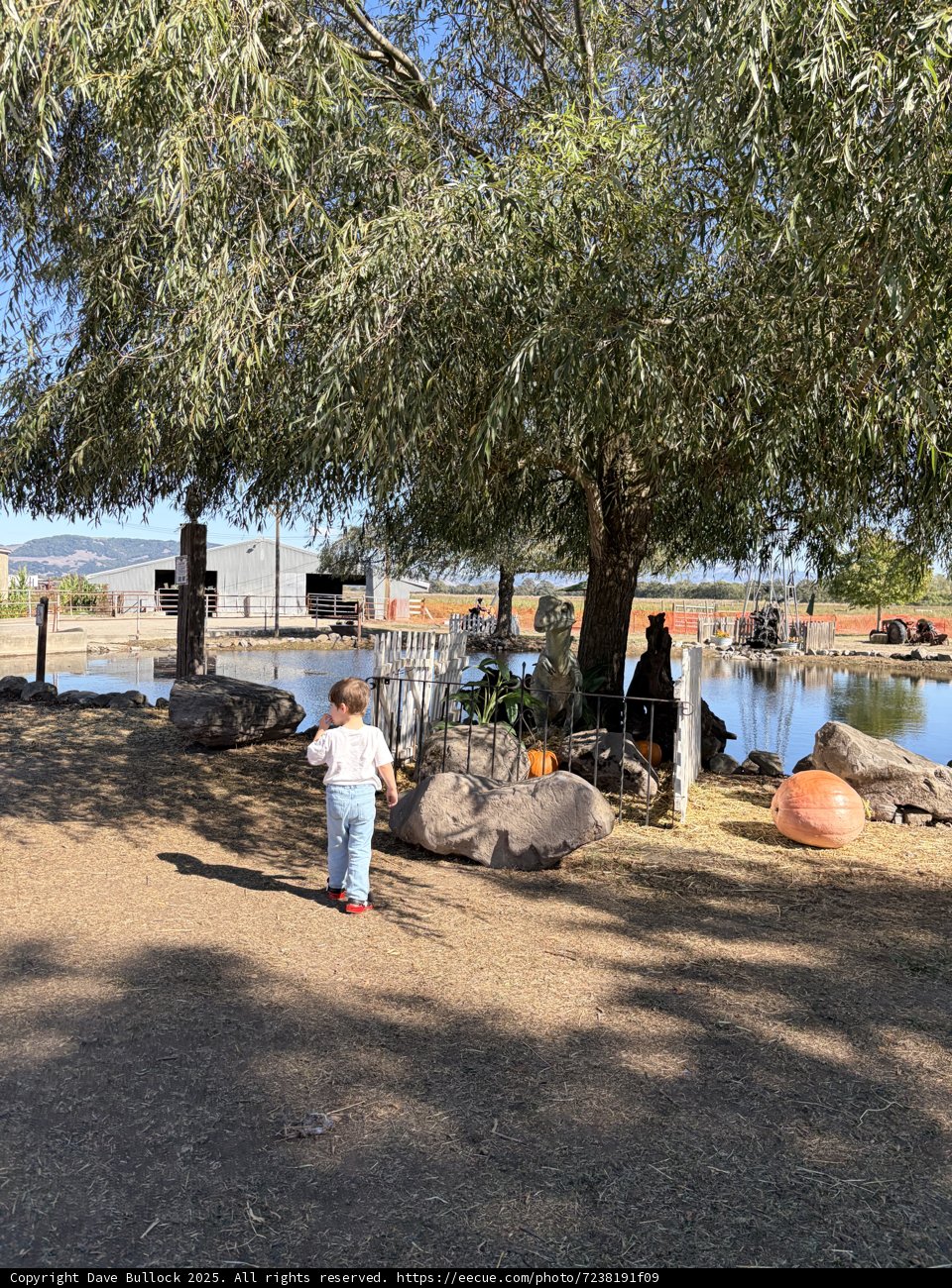 Autumn Serenity in Santa Rosa