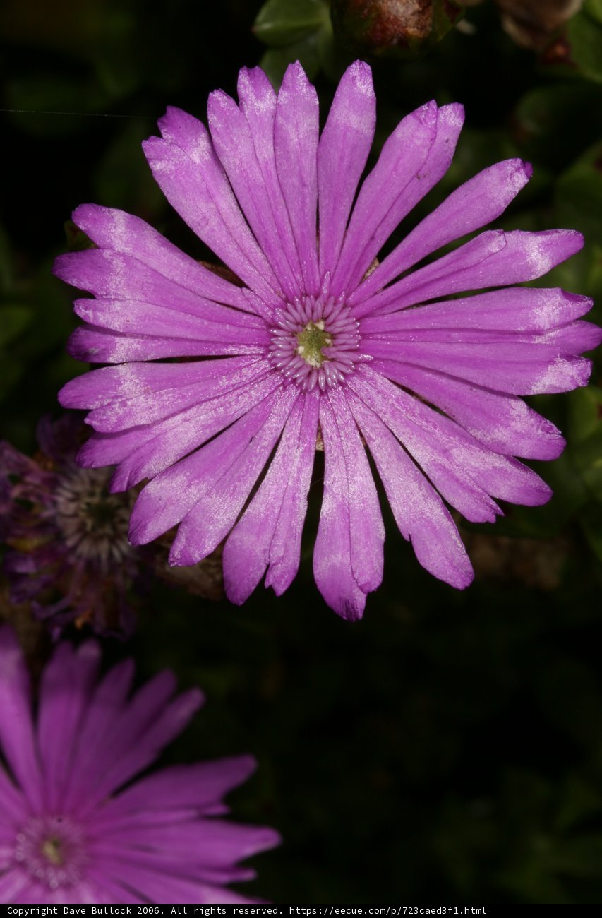 Purple Daisy