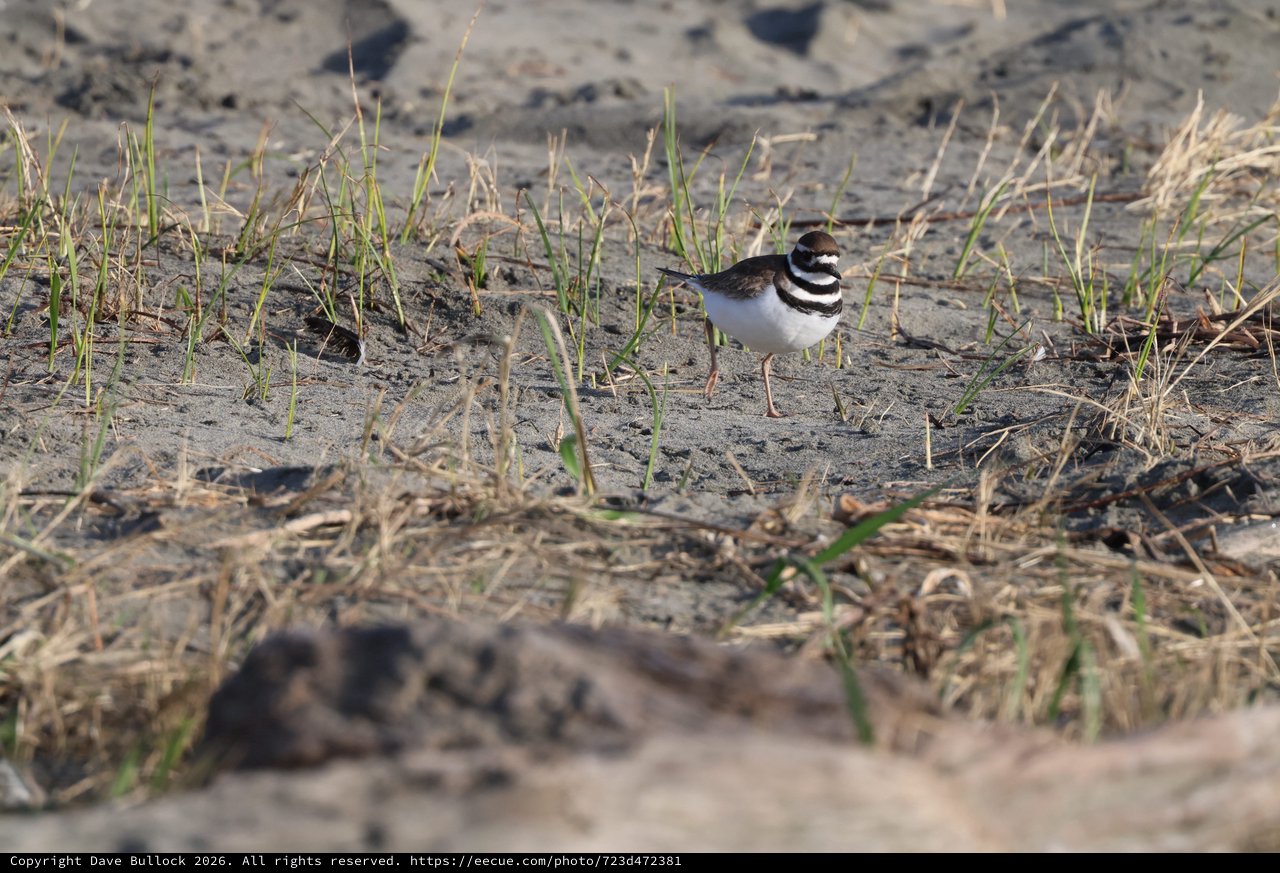 Killdeer Plover on Sandy Beach Habitat