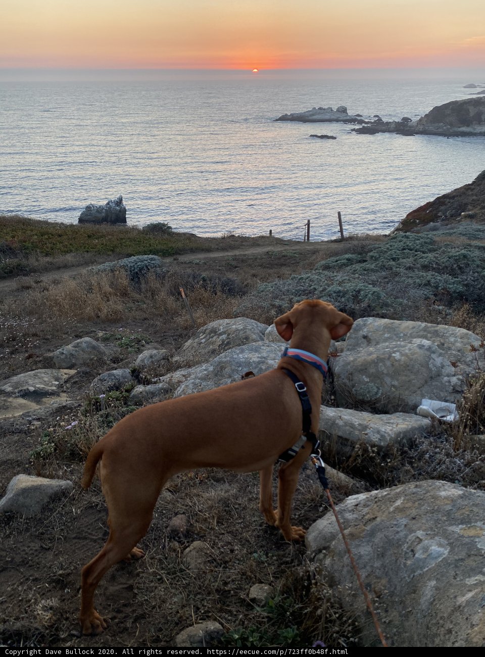 Overlooking the Ocean with my Vizsla
