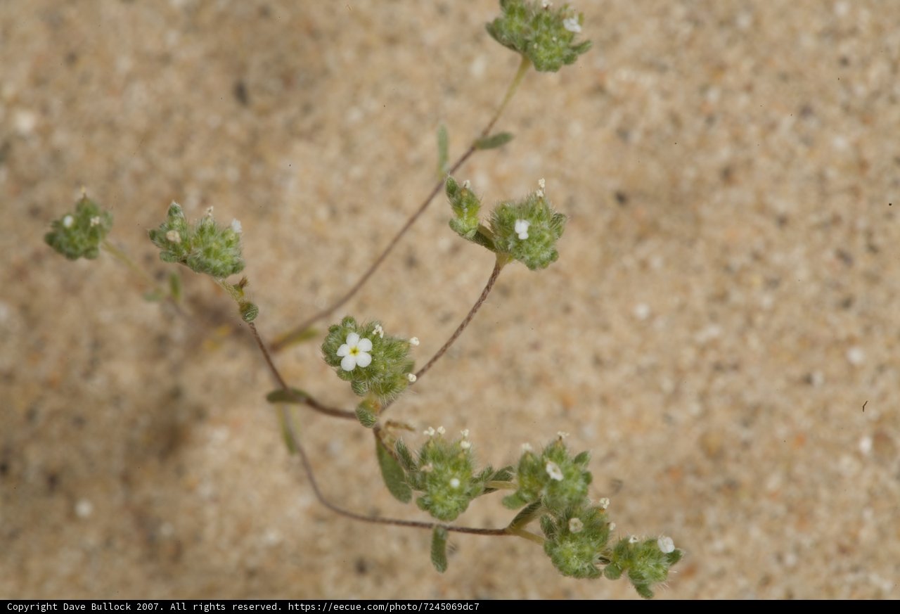 Desert Blossom