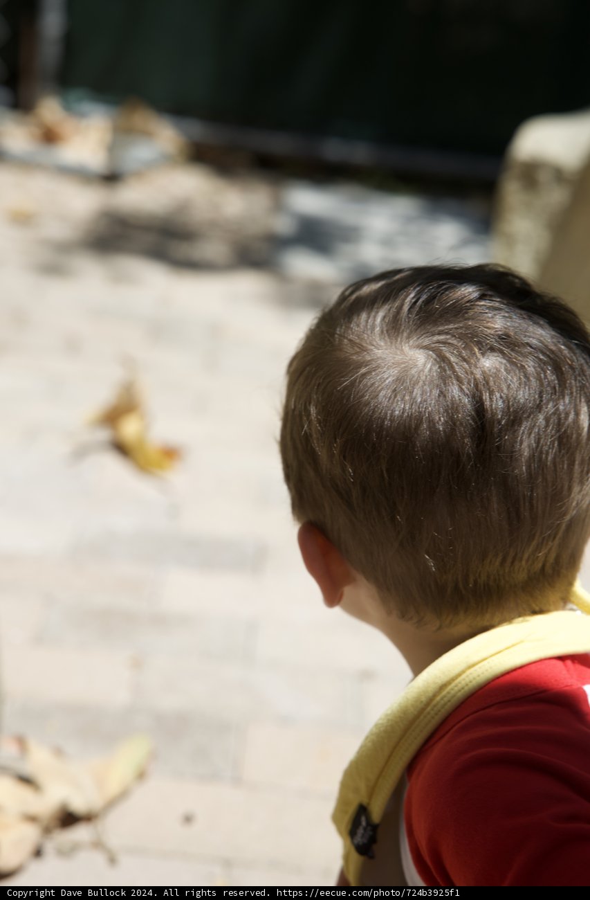 Little Explorer on the Path