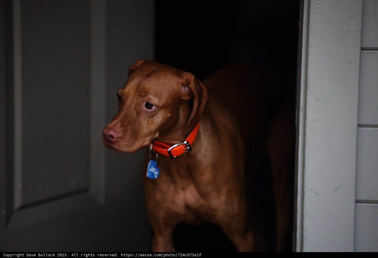 Meet Our Loyal Companion