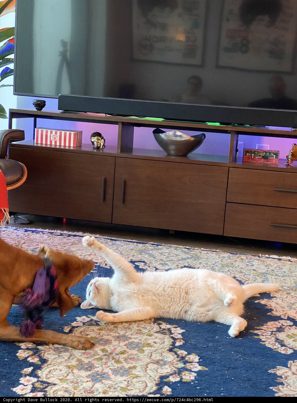 Playful Pets in a Cozy Living Room
