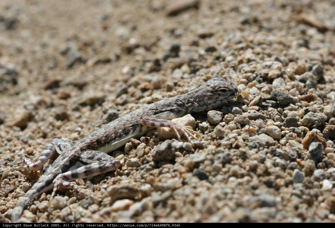 Desert Dweller