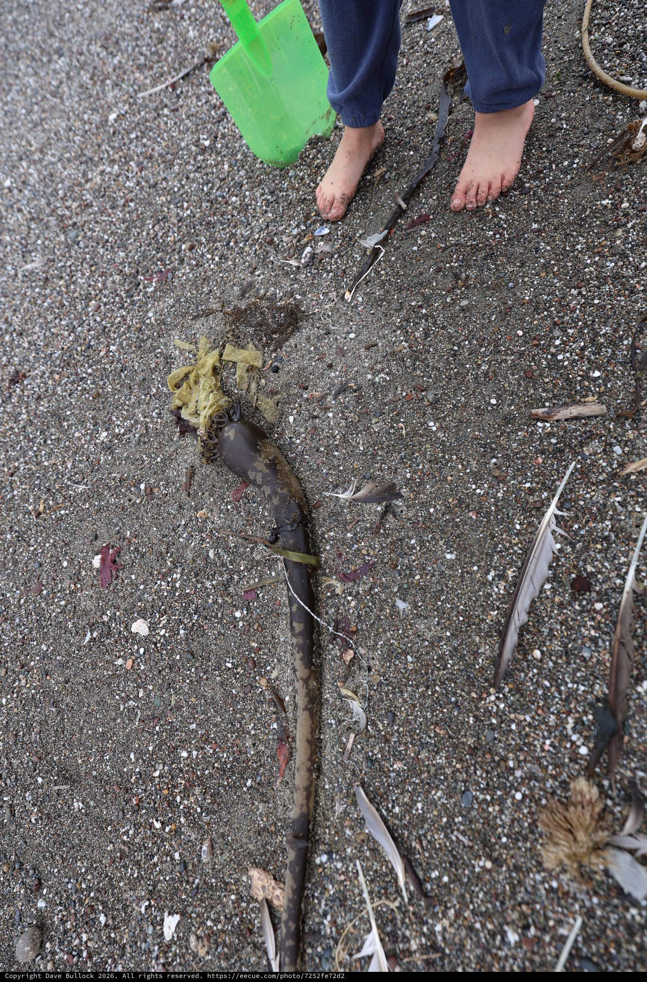 Child Examines Kelp Washed Ashore on Sandy Beach