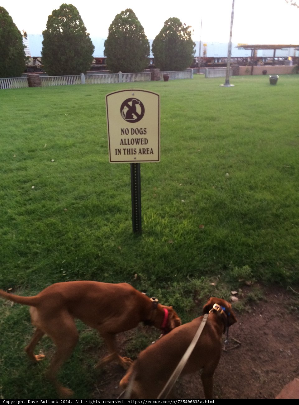 Two Canine Companions in the Winslow Park