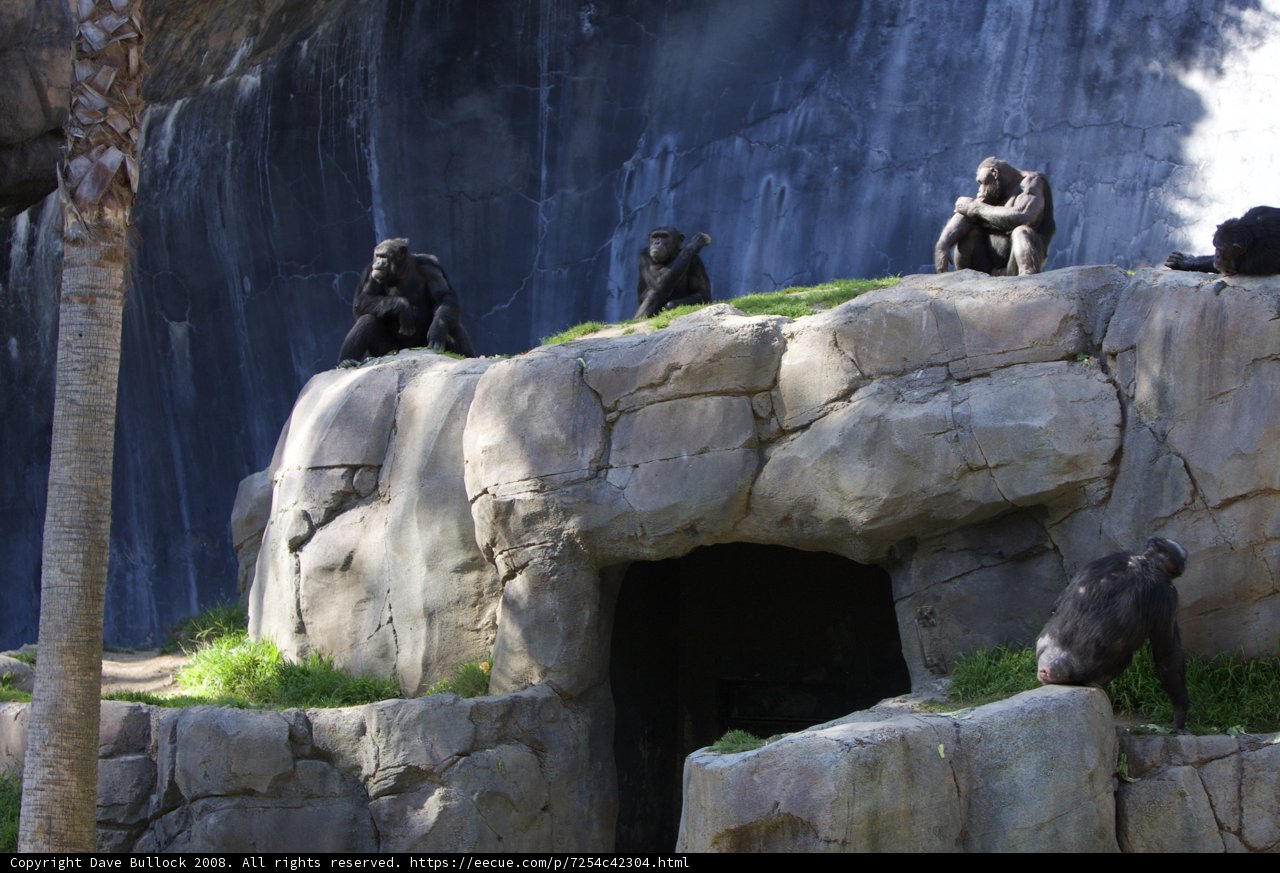 Chimp Chatting on Rocks