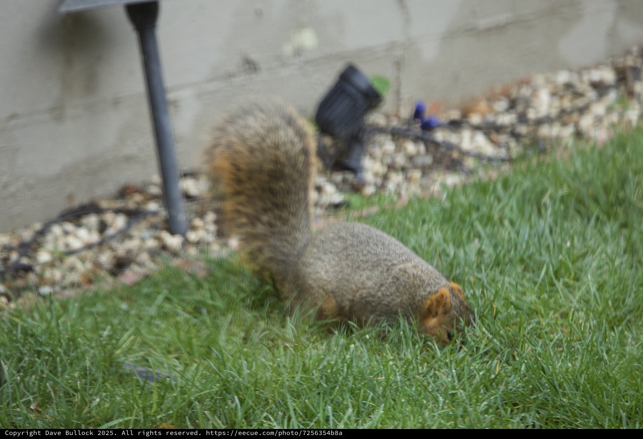 Fox Squirrel Foraging in Suburban Backyard Grass