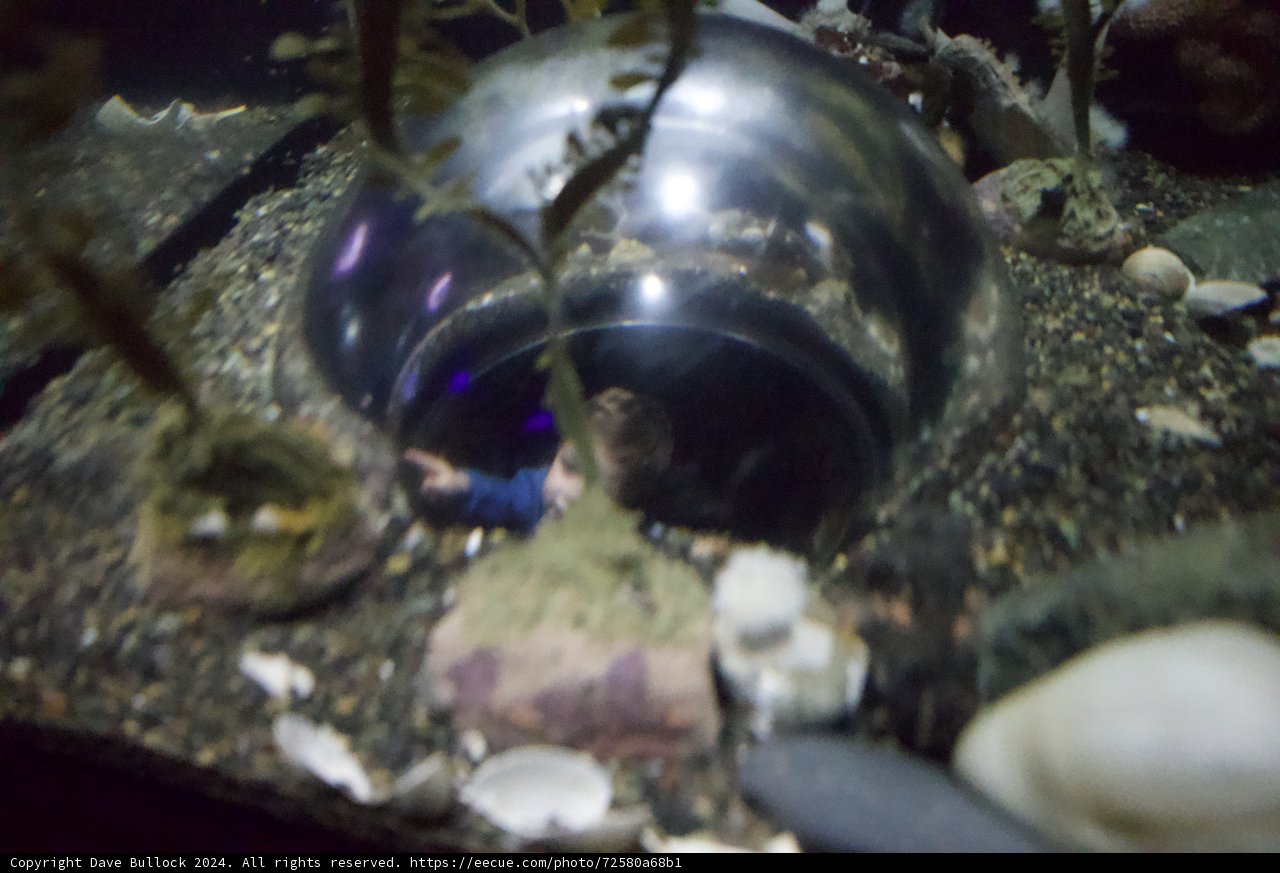 Fascination at the Aquarium: Sphere and Sea-Life