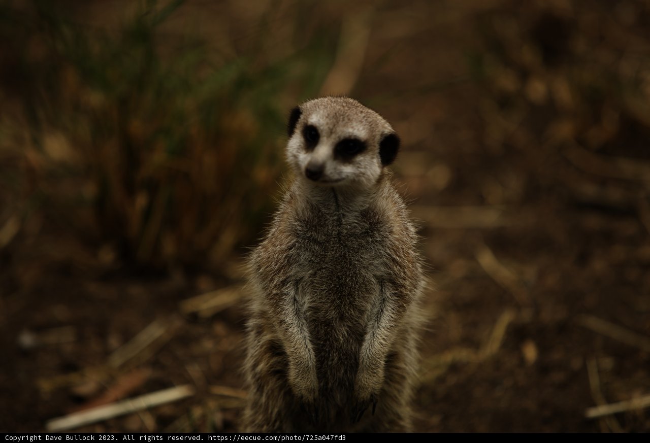Meerkat Majesty at the Oakland Zoo