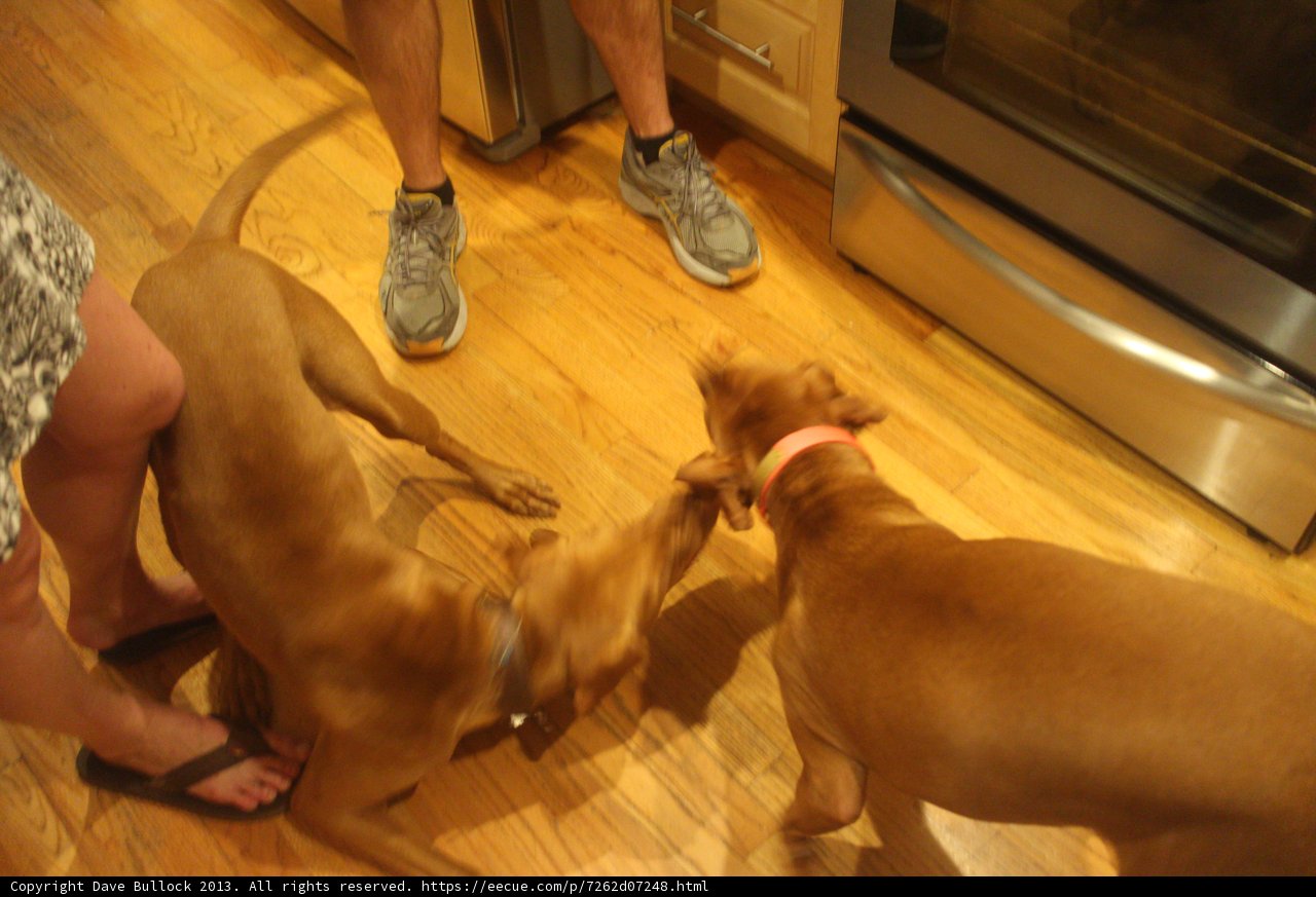 Puppy playtime on hardwood floor