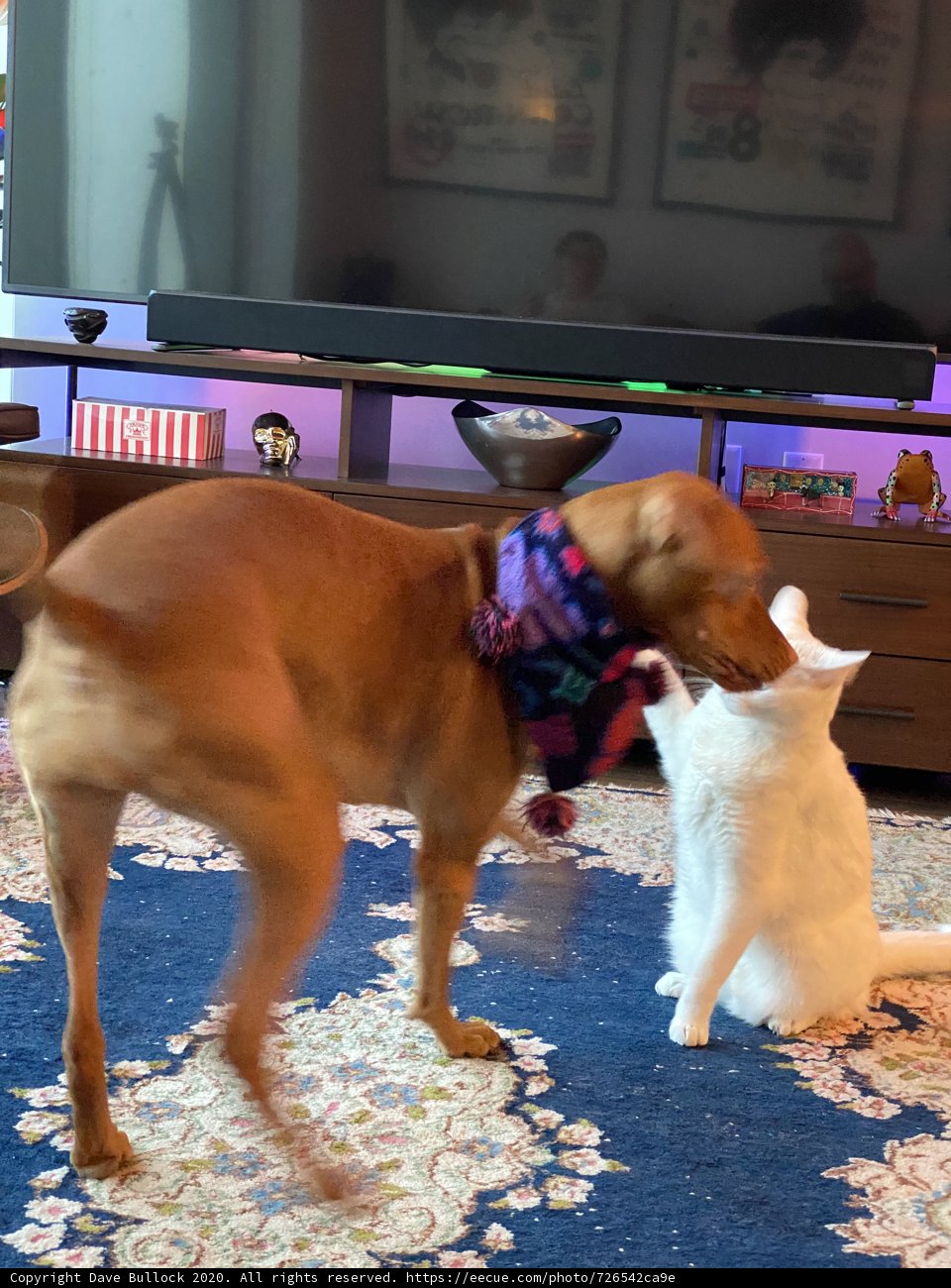 Furry Friends Entertain Themselves