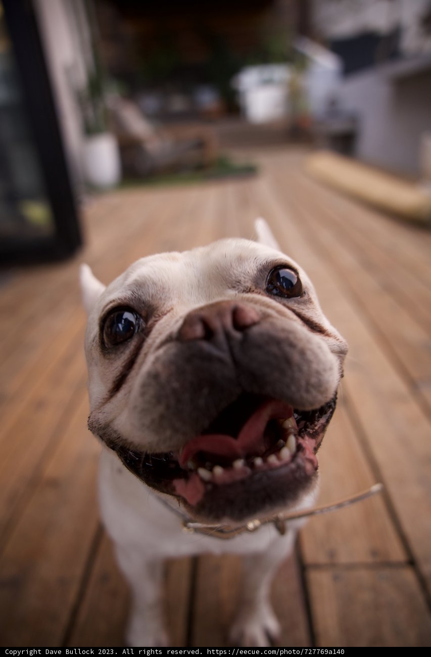 Engaging Eyes: A Bulldog's Tale from LA