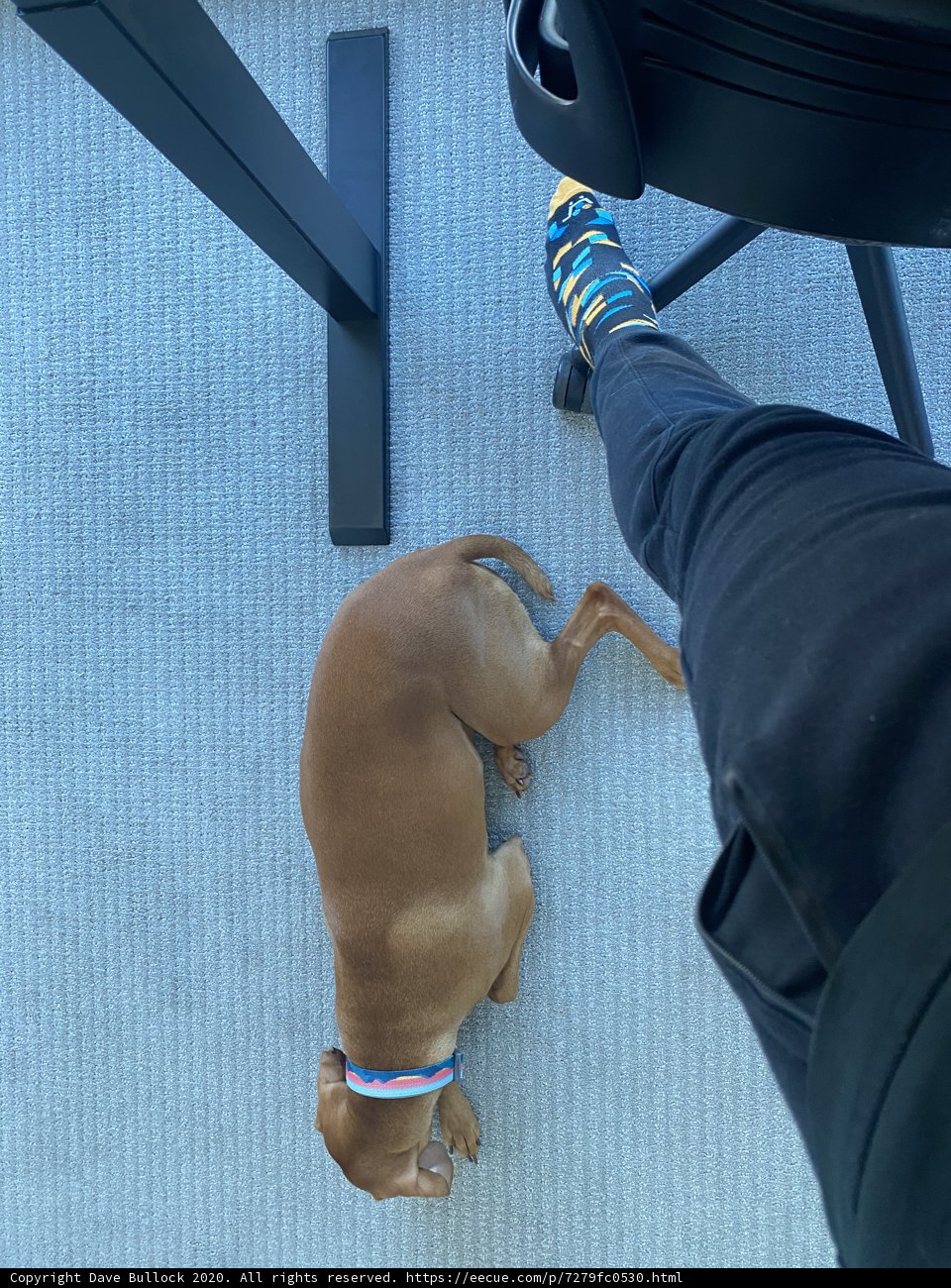 Furry Friend and Fashion Statement