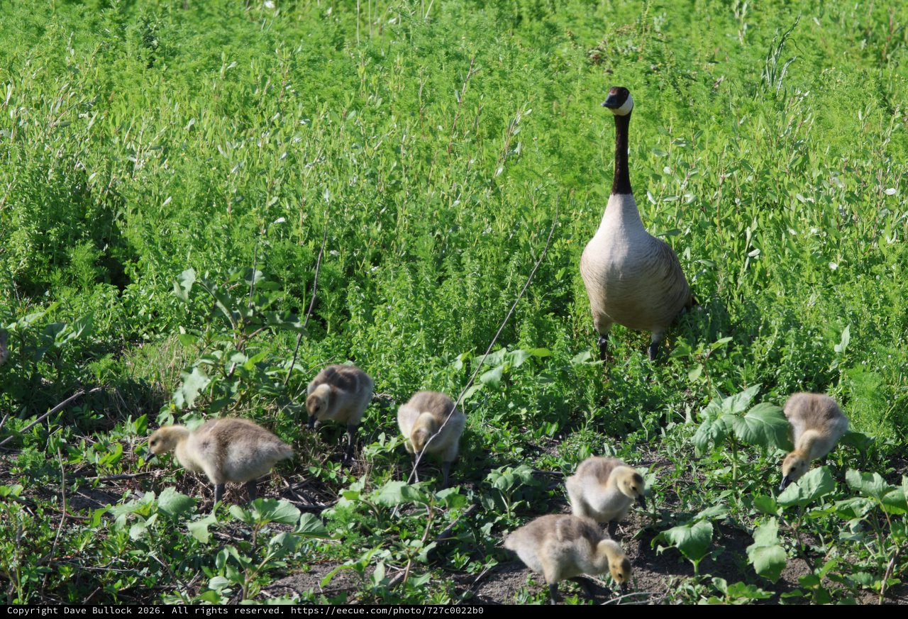 Canada Goose Family Foraging in Wetland Grassland