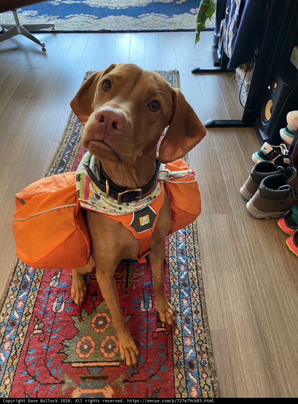 Pawsome Outdoors Adventure