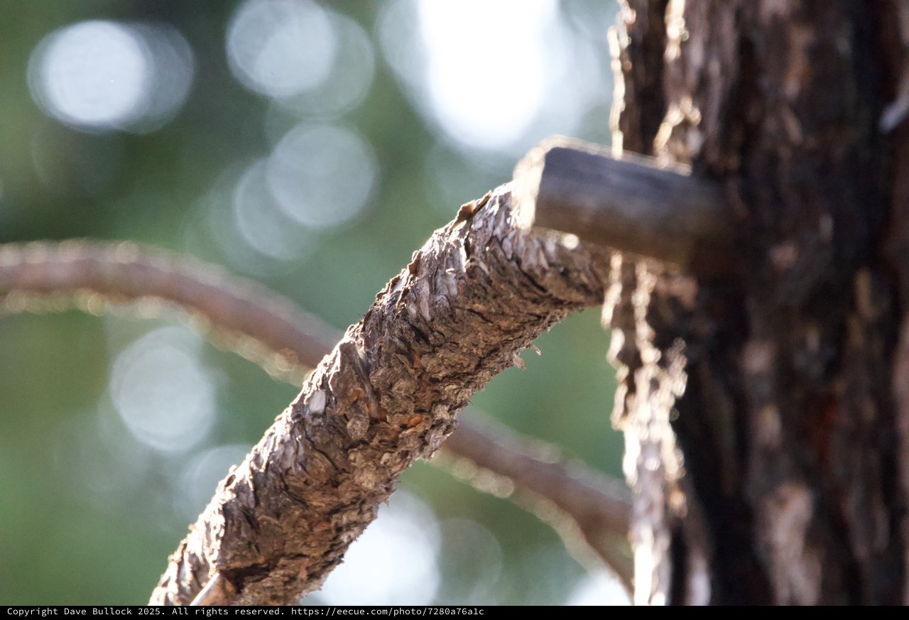 Textured Branch Detail in Soft Winter Light