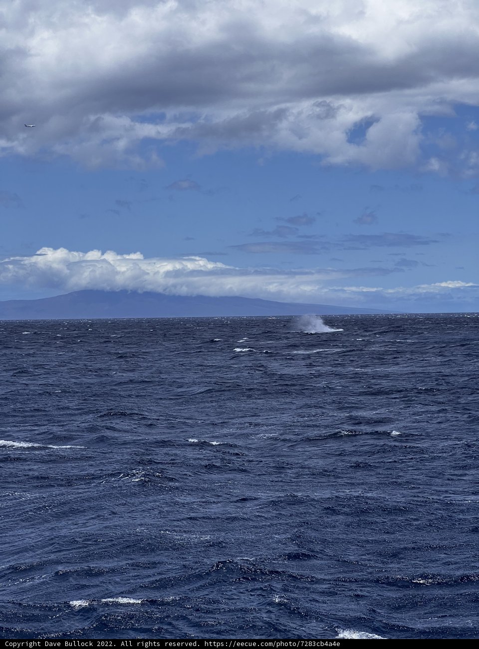 Oceanic Tranquility