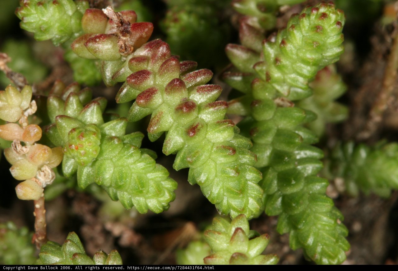 Verdant Jewels